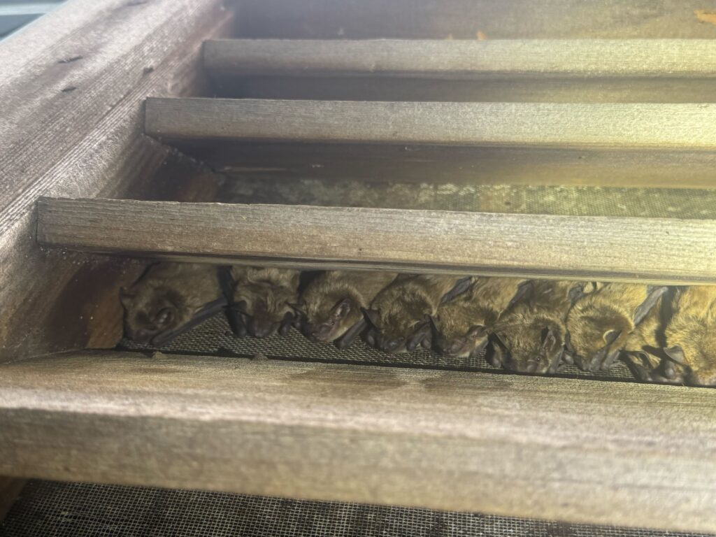 Wildlife Control Bowling Green