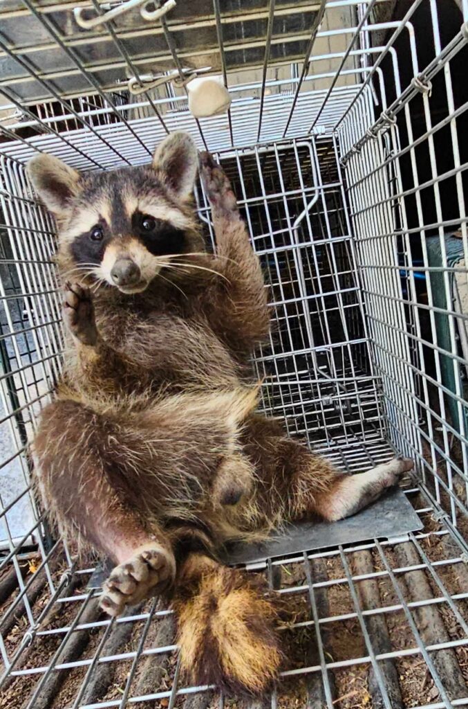 Wildlife Control Bowling Green